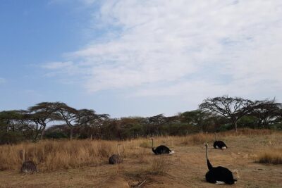 2 Days Ethiopian Rift Valley Lakes Tour from Addis Ababa
