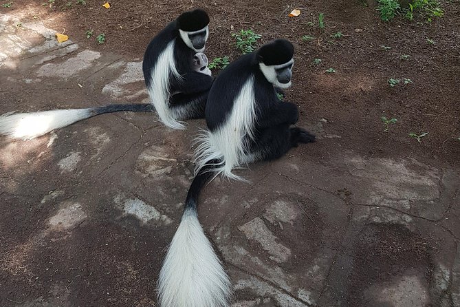 2 Days Ethiopian Rift Valley Lakes Tour from Addis Ababa - Transport, guide style, and daily comfort