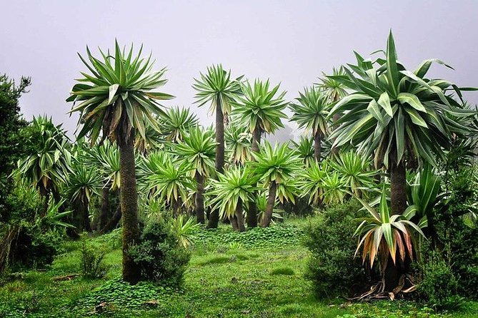 2 Days Simien Mountains Trekking - Day two: Kaba Valley, Gich Abyss, and Jinbahir Falls