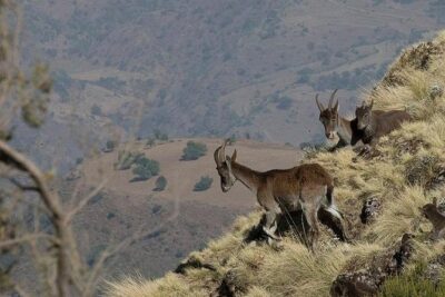 2 Days Simien Mountains Trekking