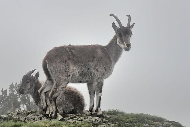 2 Days Simien Mountains Trekking - What is included, and why it matters
