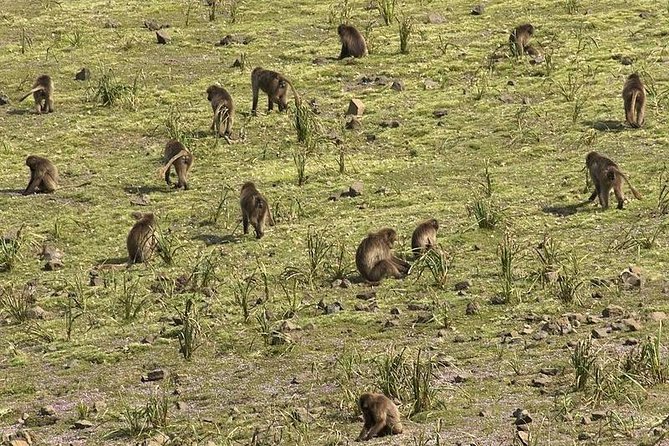 2 Days Simien Mountains Trekking - The human side of the trip