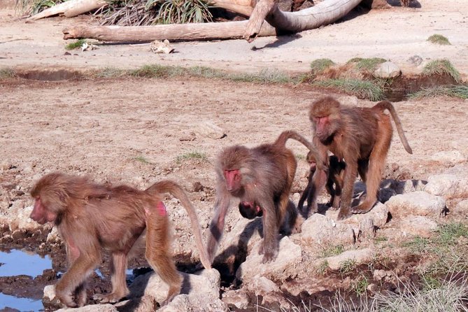 2 Days Wildlife Safari to Awash National Park - Why this short Awash safari is worth considering