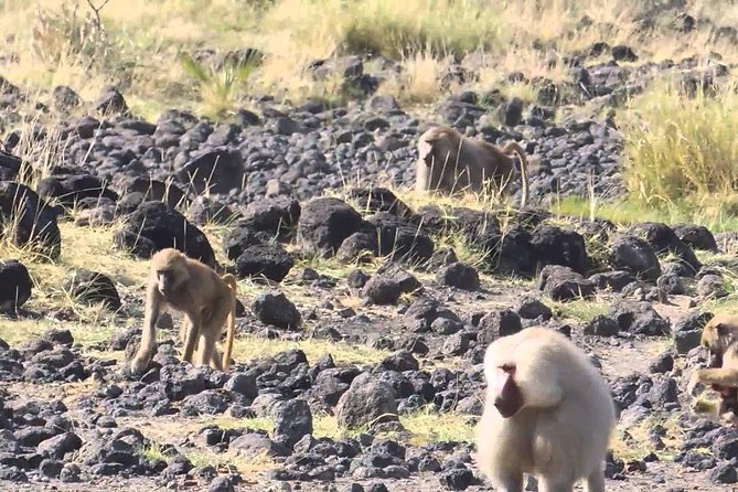 2 Days Wildlife Safari to Awash National Park - Awash River Falls after the safari drive