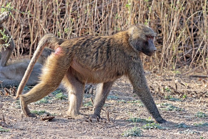 2 Days Wildlife Safari to Awash National Park - Sleeping at Genet Hotel