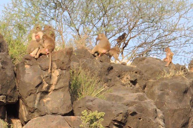 2 Days Wildlife Safari to Awash National Park - The early morning drive on Day 2