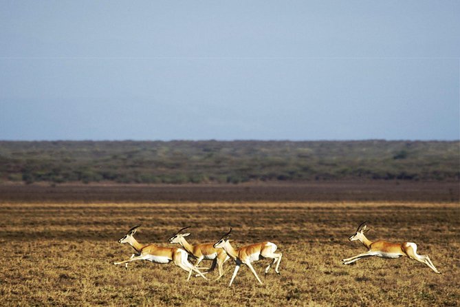 2 Days Wildlife Safari to Awash National Park - Cooling off at Sodere hot springs