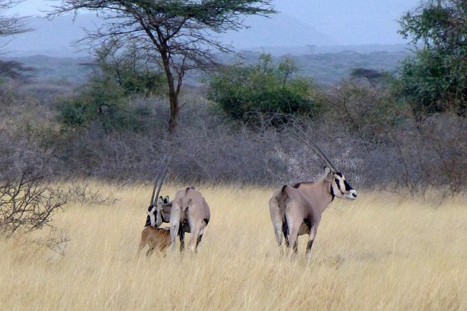 2 Days Wildlife Safari to Awash National Park - What the $358.98 price includes