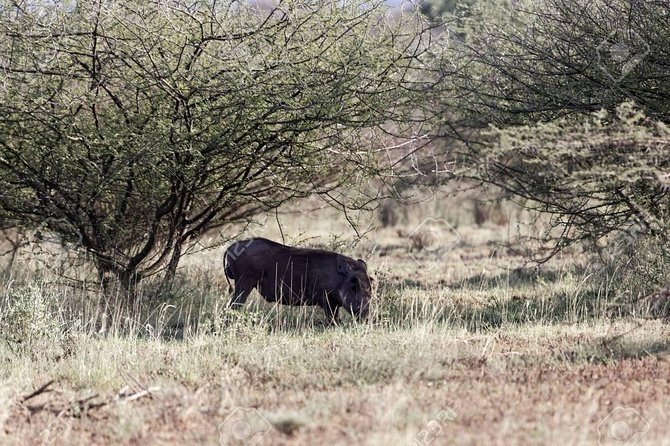 2 Days Wildlife Safari to Awash National Park - The long road from Addis Ababa to Awash