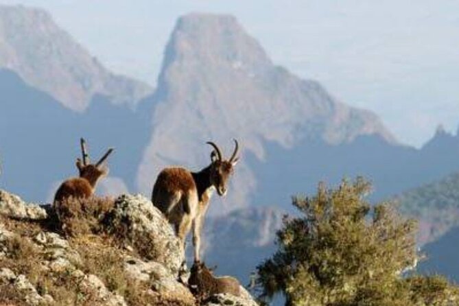 2 Nights 3 Days Trek to Semien Mountain - Why the Simien Mountains are worth three days