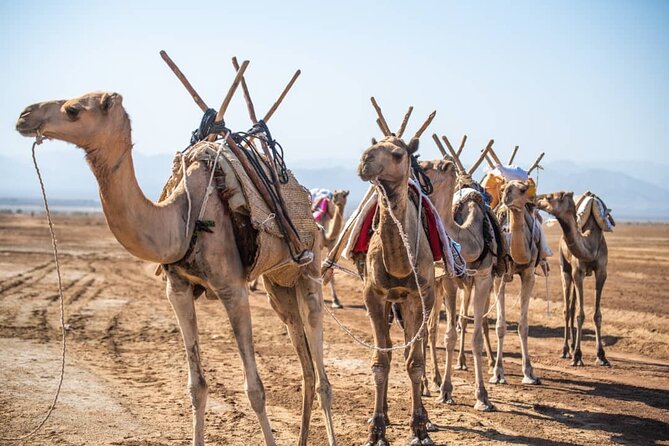 3 Day Danakil Depression Ertale and Dallol Tours - Erta Ale after sunset