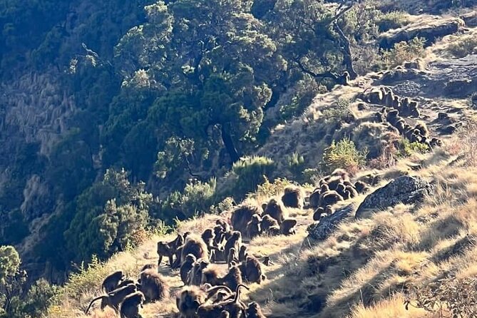 3 Day Simien Mountains Tours - Day one: from Gondar to Sankaber