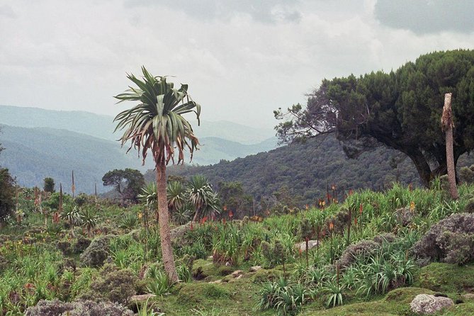 3 Days Bale Mountains Trekking - Key points to know before booking