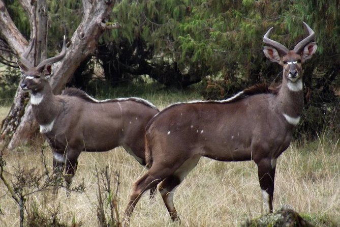 3 Days Bale Mountains Trekking - Day one: flying south and entering the woodland