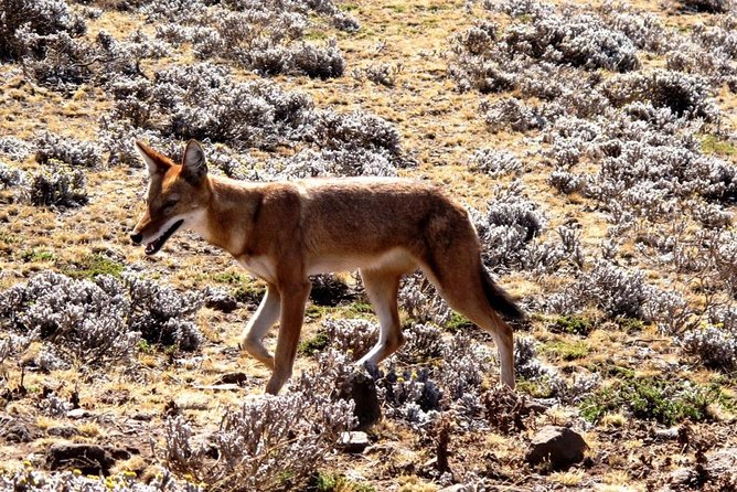 3 Days Bale Mountains Trekking - Harenna Forest and the changing scenery