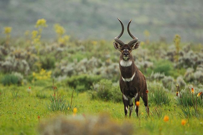 3 Days Bale Mountains Trekking - The guide can make or break the trip