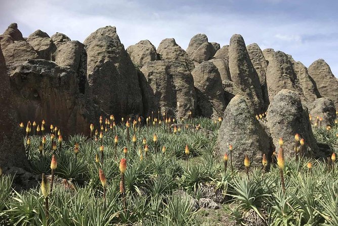 3 Days Bale Mountains Trekking - How demanding is the trekking?