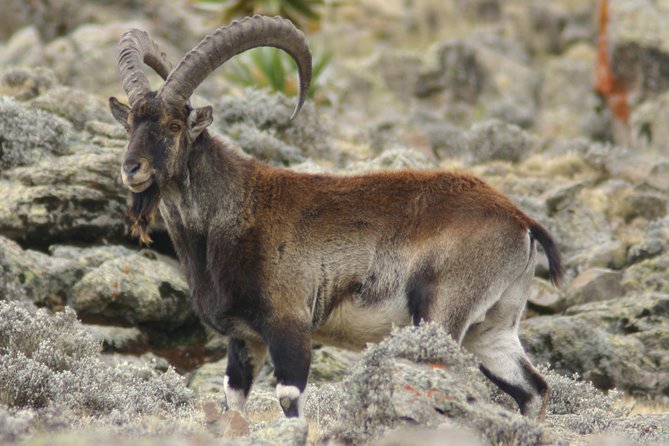 3 Days Simien Mountains Trekking - Should you book the Simien Mountains trek?