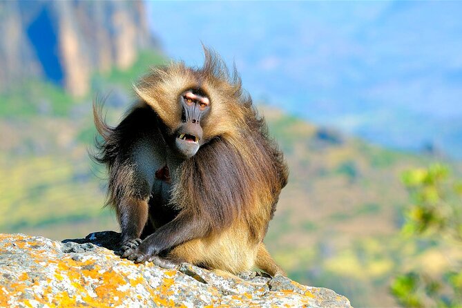 4 Days Tour to North Part of Ethiopia - Guides, Vehicles, and Group Size