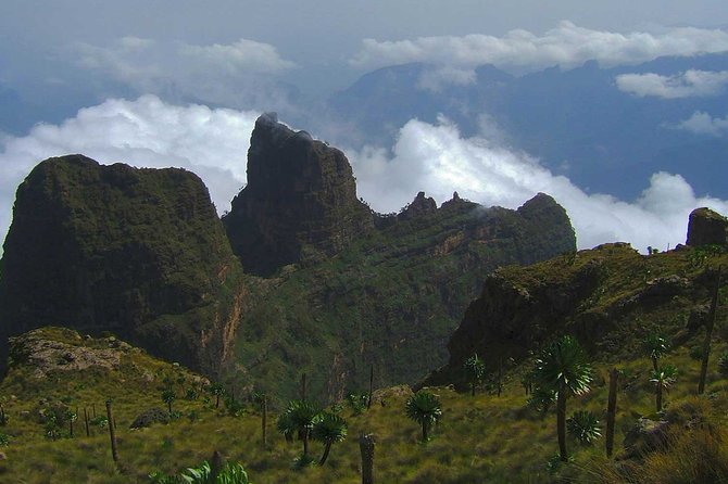 4 Days Trekking to Simien Mountain National Park - Wildlife, plants, and the feel of the walk