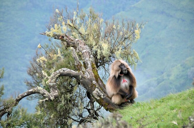 5 Day Addis,Bahir Dar,Gondar,Simien Mountains and Lalibela Tours - Key points to know before booking