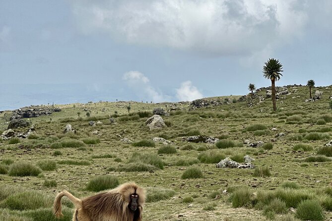5-Day Northern Ethiopia Tour : 3D Simien Mountains Trek & Axum. - Day 4: From Sankaber to Geech by river and waterfall
