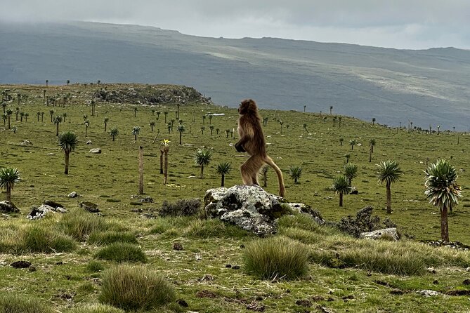 5-Day Northern Ethiopia Tour : 3D Simien Mountains Trek & Axum. - What the $471.80 price really covers