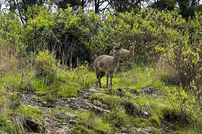 5-Day Northern Ethiopia Tour : 3D Simien Mountains Trek & Axum. - Who will enjoy this tour most