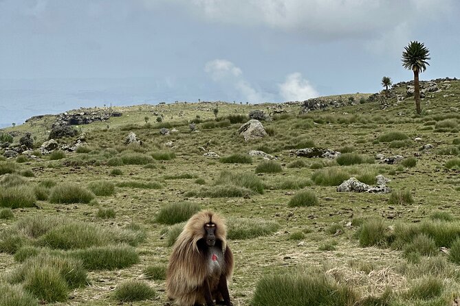 5-Day Northern Ethiopia Tour : 3D Simien Mountains Trek & Axum. - Day 1: Axum’s stelae, churches, and royal tombs