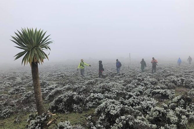6 Days Bale Mountains Trekking - Why Bale Mountains trekking is worth your time