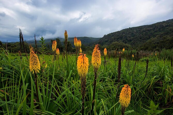 6 Days Bale Mountains Trekking - Day 3: Mararo Valley and a higher camp at Wasema