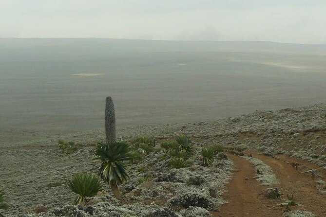 6 Days Bale Mountains Trekking - Day 4: Volcanic ridges and the story beneath your feet