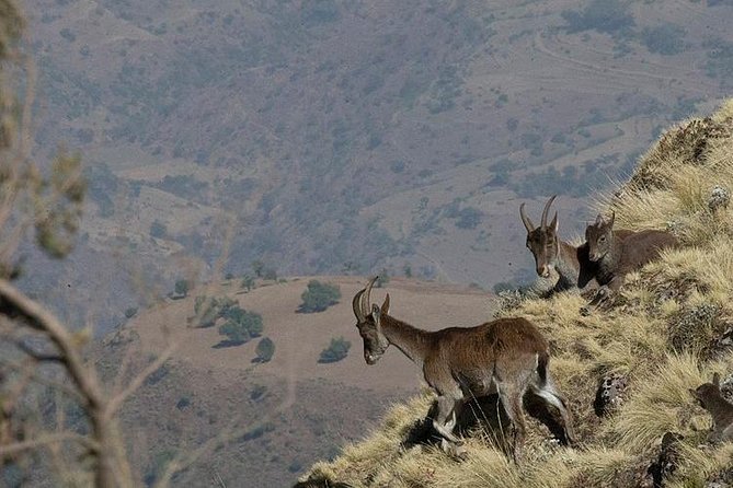 6 Days tour Package (Simien Mountains, Lalibela, and Danakil Depression) - Day 6: Salt mining, Dallol, Lake Assal, and the flight to Addis