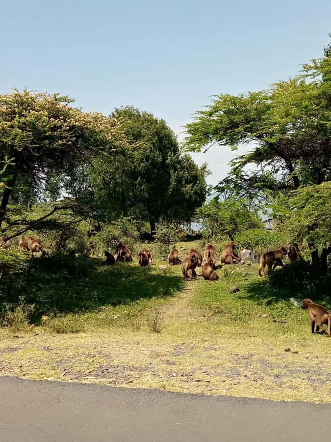 Addis Ababa: Debre Libanos, Blue Nile Gorge, and Cave Tour - Debre Libanos Monastery and the Saint Teklehaimanot cave