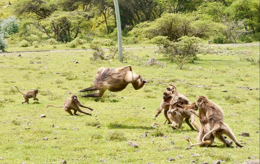 Addis Ababa: Debre Libanos, Blue Nile Gorge, and Cave Tour - Is the $94 price good value?