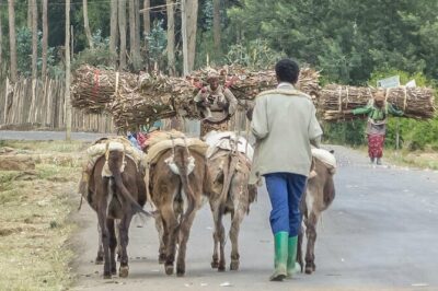 Addis Ababa +Mount Entoto View Point,Museums Palace Market Tours