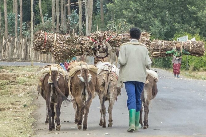 Addis Ababa +Mount Entoto View Point,Museums Palace Market Tours - Shiro Meda Market, where shopping is part of the culture
