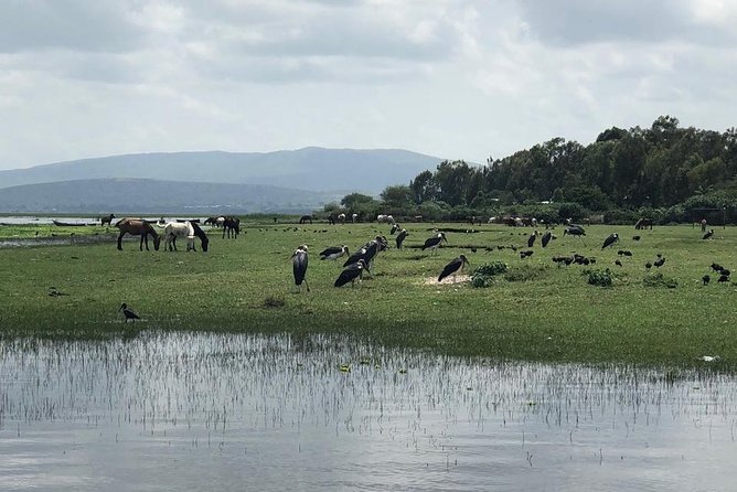 Addis City Tour & Crater Lakes excursions in Debreziet! - Driving up Mount Entoto