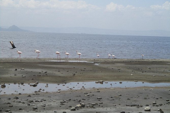 Arba Minch, Dorze Tribe, Konso, and Awasa Private 4 Days Tour from Addis Ababa - Should you book it?