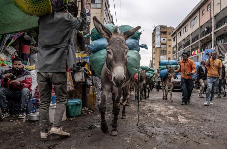 Authentic Addis Ababa City Tour with a Local Guide - Who will get the most from this Addis tour?