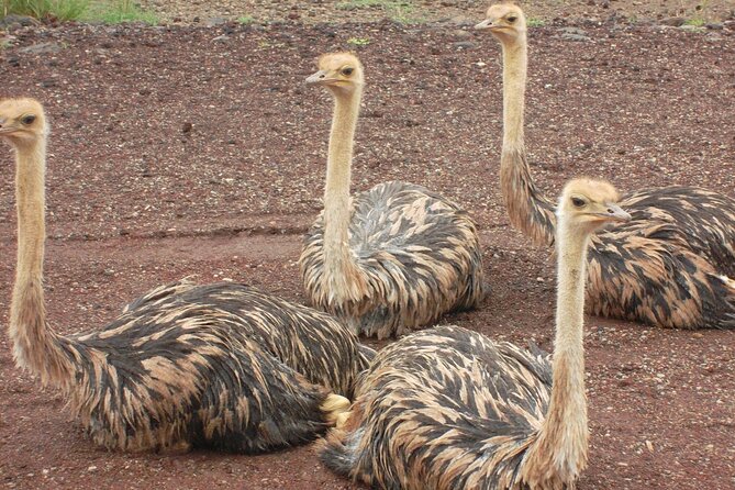 Awash National Park Tours - Who will get the most from this trip