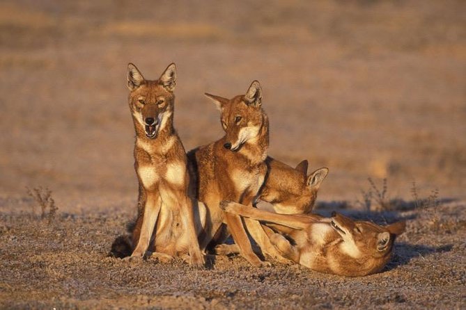 Bale Mountains National Park – 5 Day Tour - Why Bale Mountains feels different from a standard safari