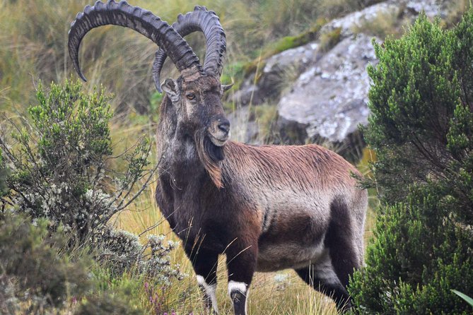Day trek to Simien Mountain - Who will get the most from this day
