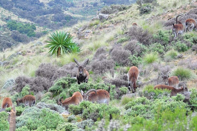 Day trek to Simien Mountain - Practical details before you book
