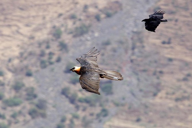 Day Trip From Addis Ababa See Historical Monastery,Stunning Nature,Animals,Birds - Is $90 a fair price?