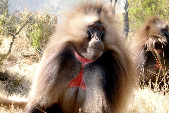Day Trip From Addis Ababa To Debre Libanos & Blue Nile Gorge - Key points to know before you go