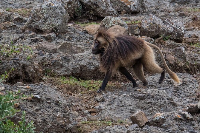 Day Trip From Addis Ababa To Debre Libanos & Blue Nile Gorge - Leaving Addis Ababa for Debre Libanos