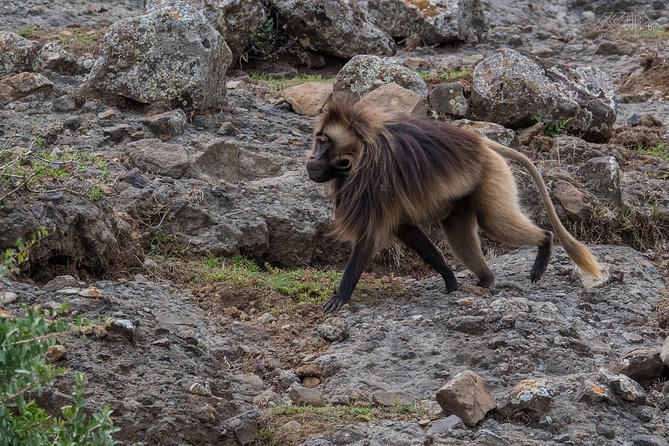 Day Trip From Addis Ababa To Debre Libanos & Portuguese Bridge - Is $100 good value?