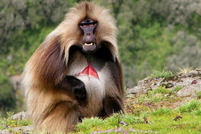 DAY TRIP TO Debre Libanos Monastery Cave Church Nature and Wildlife - Private service, guide quality, and practical concerns