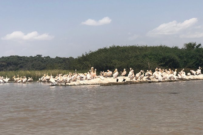 Day Trip To Lake Ziway - The brief Bochessa wetland stop